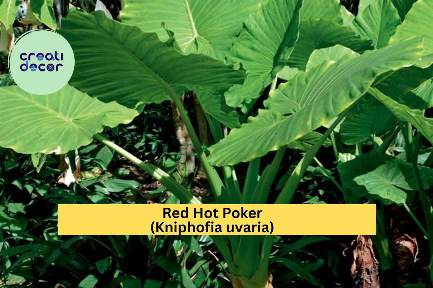 Red Hot Poker Plants – 3 Bareroot Kniphofia uvaria, Hardy Perennial Torch Lily, Vibrant Orange-Red Summer Blooms for Garden Borders