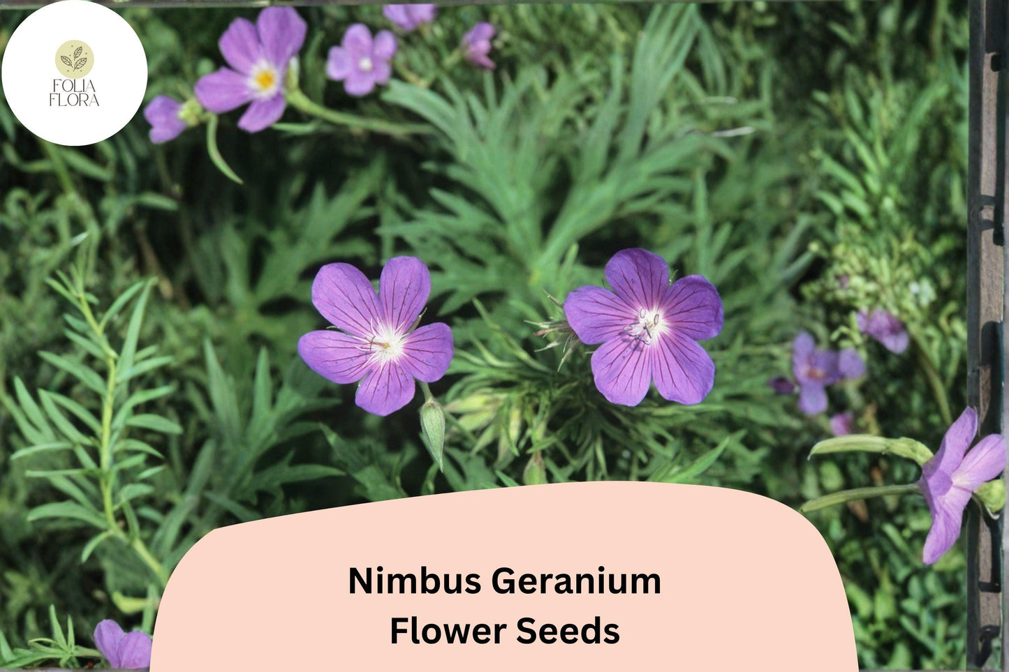 25+ Nimbus Geranium Seeds | Hardy Perennial | Soft Purple Blooms for Garden Borders & Cottage Gardens