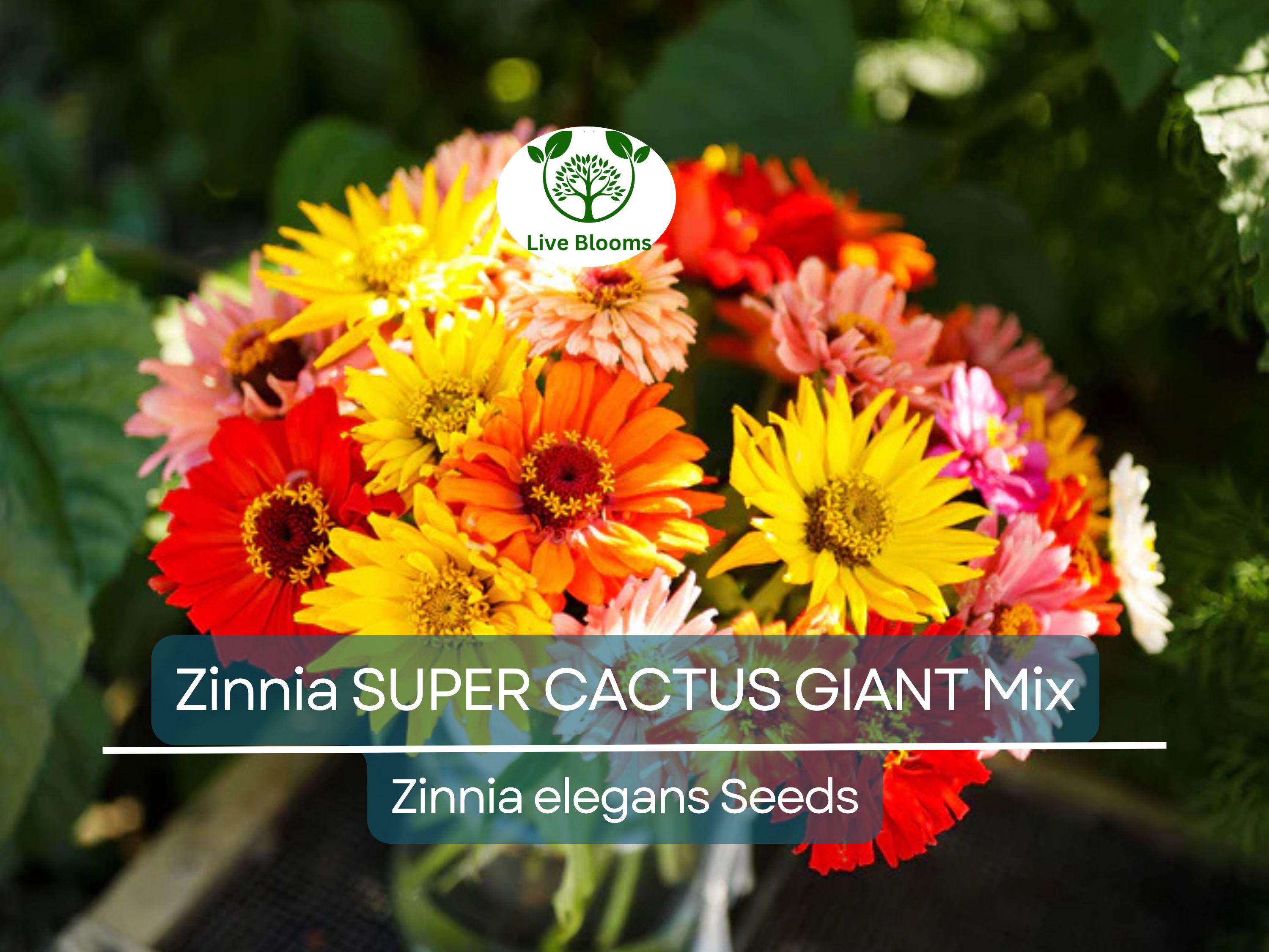 100 Seeds Zinnia SUPER CACTUS Giant Mix, Non-GMO, Huge Blooms, Butterflies, Vibrant Garden Flowers, Easy to Grow, Annual Flowers