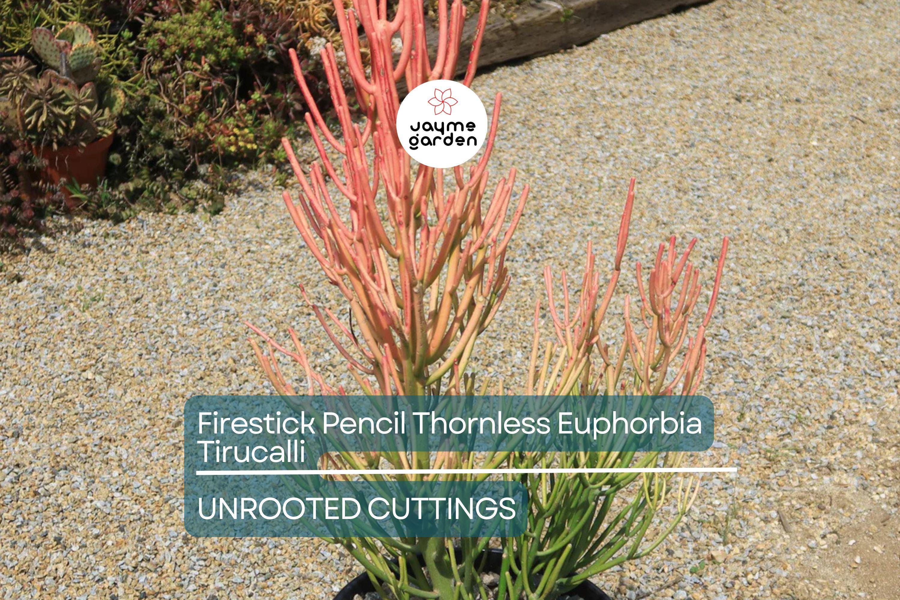 15 Firestick Pencil Cactus Cuttings (8-12") | Thornless Euphorbia Tirucalli Succulent | Easy to Grow