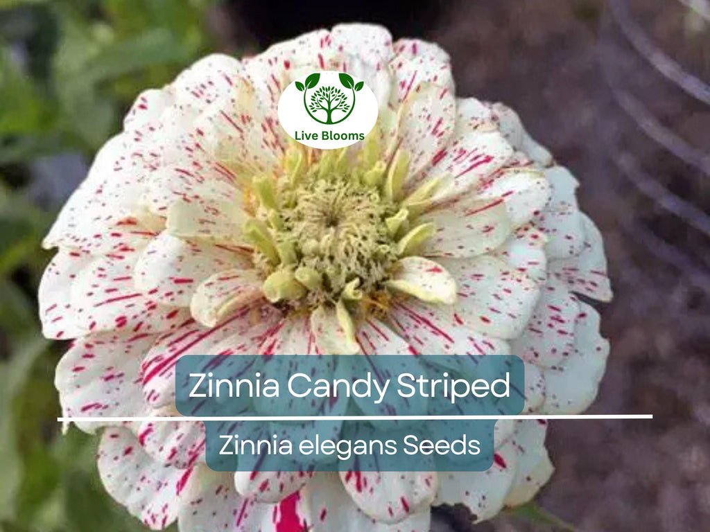 100 Seeds Zinnia Candy Striped Heirloom Double Flowers, Striped Blooms, Non-GMO, Vibrant Garden Accent, Perfect for Cut Flowers
