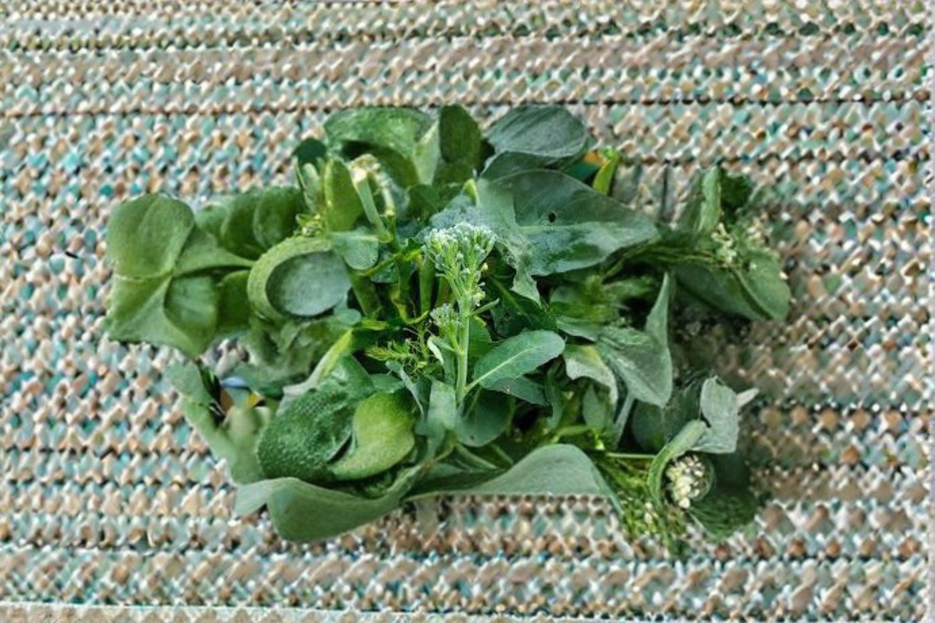 Broccoli Raab – Spring Rabe (Rapini) 150 Seeds | Italian Heirloom | Fast-Growing Greens | Bold, Savory Flavor