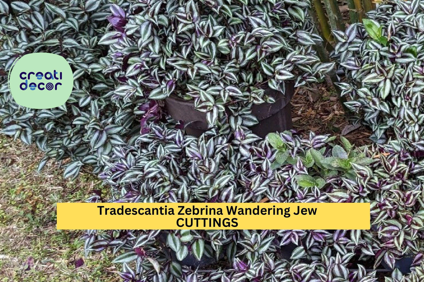 5 Tradescantia Zebrina Cuttings | Wandering Jew Plant Starter | Variegated Indoor Vine | Easy Houseplant | Cold Sensitive