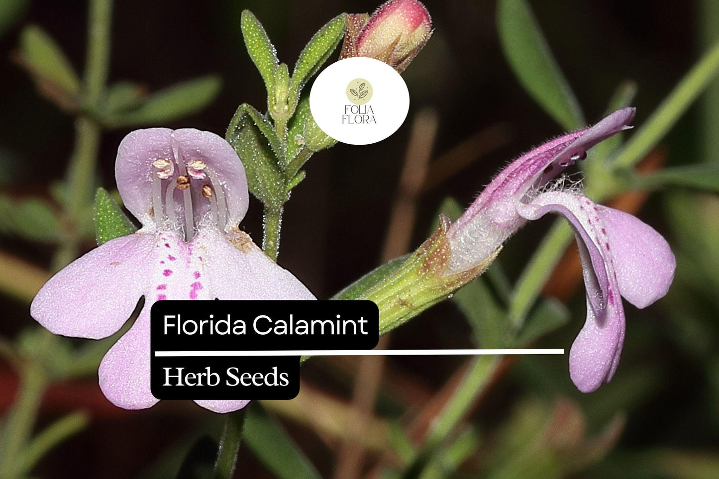 Florida Calamint Seeds (Clinopodium dentatum) | 25 Seeds | Fragrant Perennial Herb for Pollinators, Tea, and Drought-Tolerant Gardens