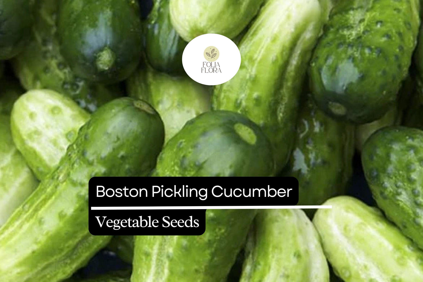 25+ Boston Pickling Cucumber Seeds | Heirloom Variety | Crisp Small Cucumbers | Non-GMO Easy Garden Planting