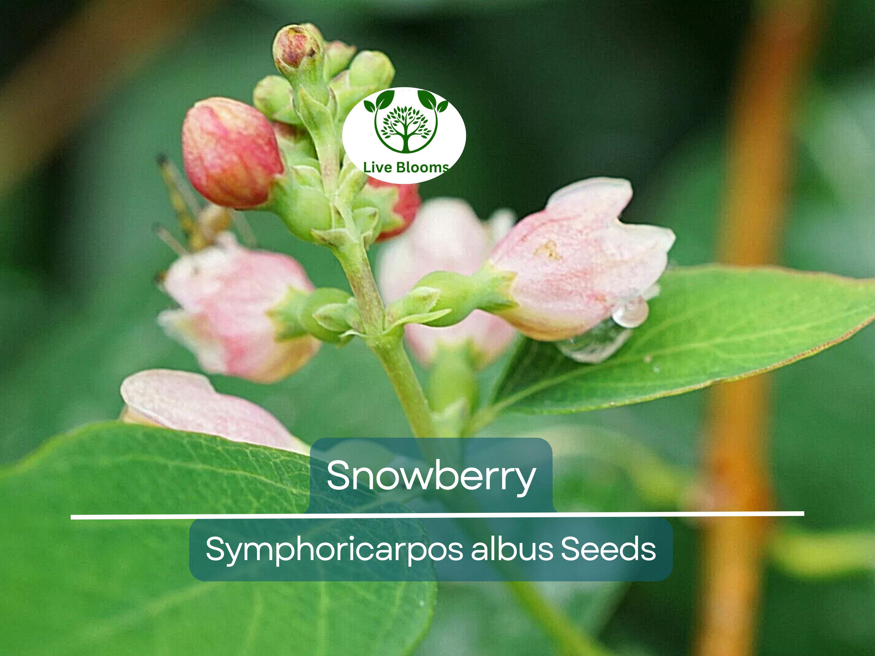 40 Snowberry Seeds (Symphoricarpos albus) HONEYSUCKLE Bush Shrub, White Berries, Hardy Shrub, Easy to Grow, Native Plant, Winter Interest