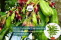 Bilimbi Cucumber Tree - Live Averrhoa bilimbi 1’-2’ Tall | Tropical Sour Fruit Tree for Culinary Use