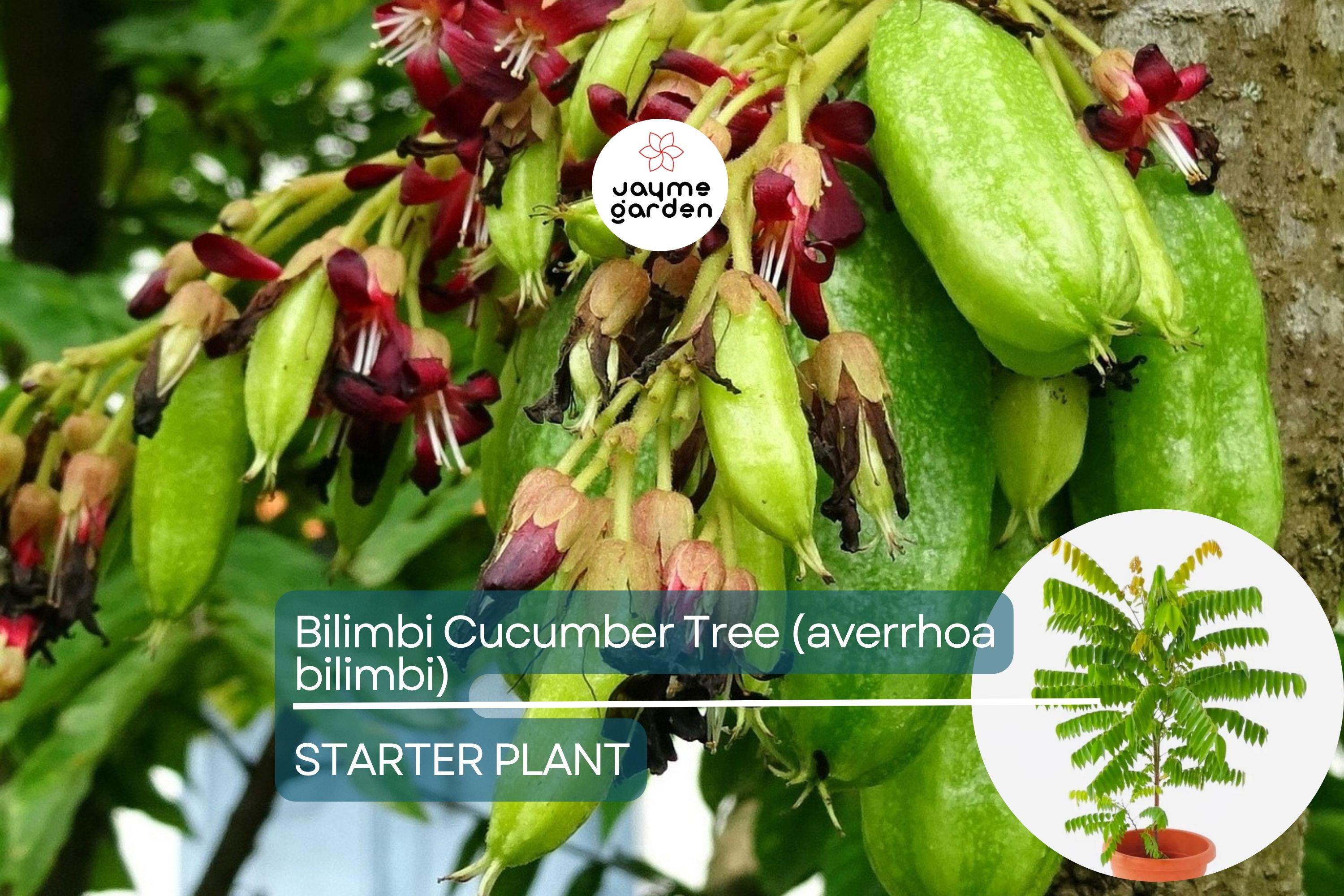 Bilimbi Cucumber Tree - Live Averrhoa bilimbi 1’-2’ Tall | Tropical Sour Fruit Tree for Culinary Use