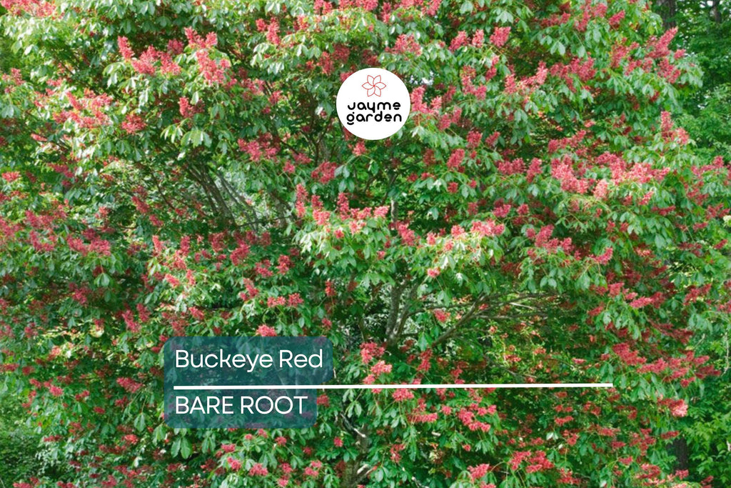 2 Buckeye Red Tree Bare-root, Stunning Red Spring Blooms, Oval Shape, Great Specimen Tree, Early Foliage, Zones 4-8
