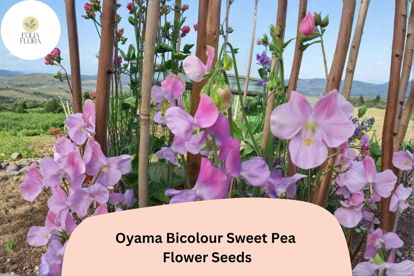 Oyama Bicolour Sweet Pea Seeds | Lathyrus odoratus Tall Climbing Flower Vine (50+ Seeds)