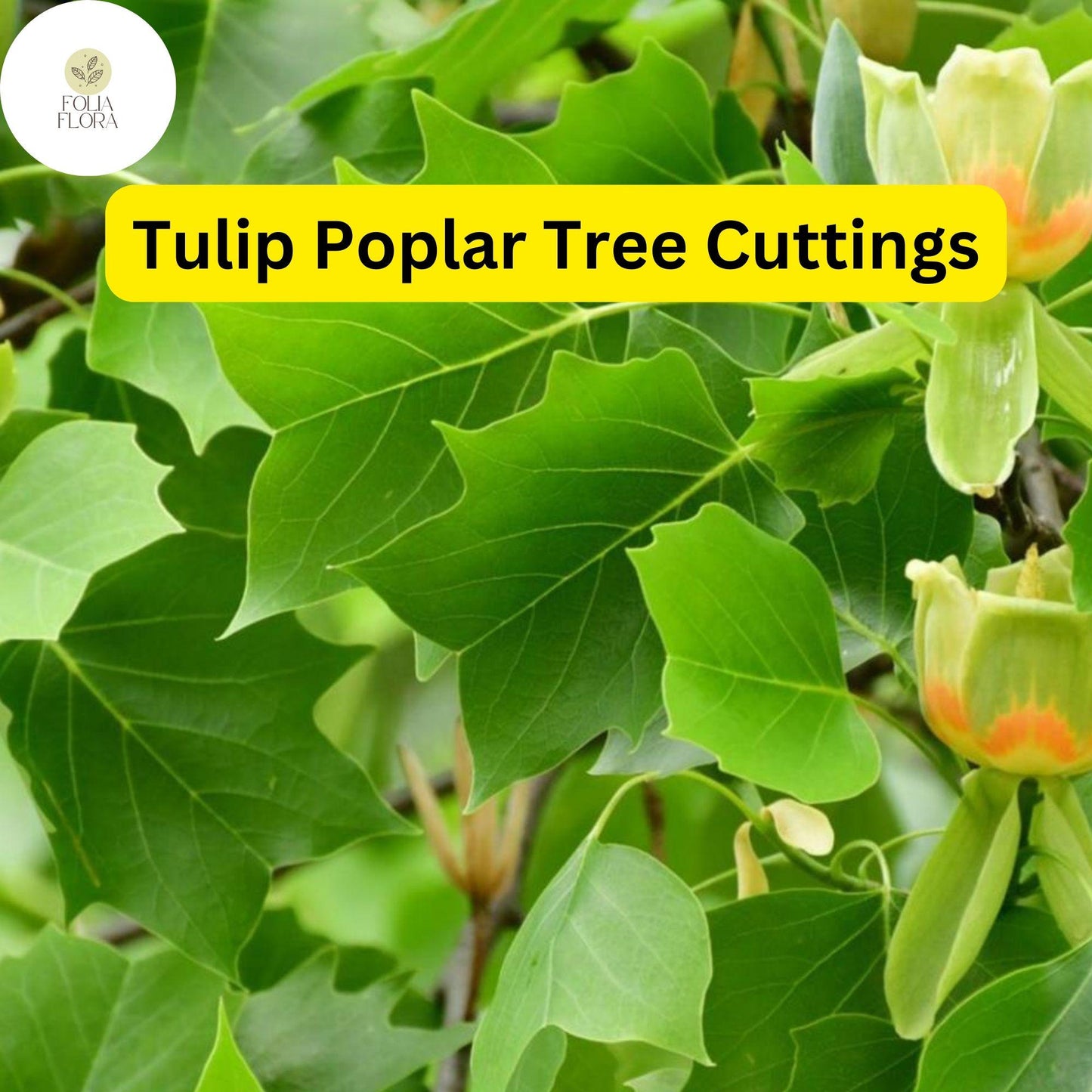 7 Live Cuttings Tulip Poplar Tree (Liriodendron tulipifera) | Fast-Growing Shade Tree | Beautiful Tulip-Shaped Blooms