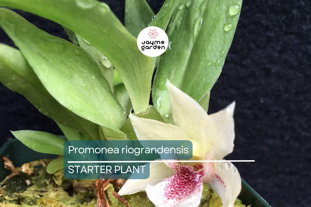 Promenaea riograndensis | Miniature Orchid Species | Live Blooming Seedling in 2” Pot | Tropical Orchid Starter Plant