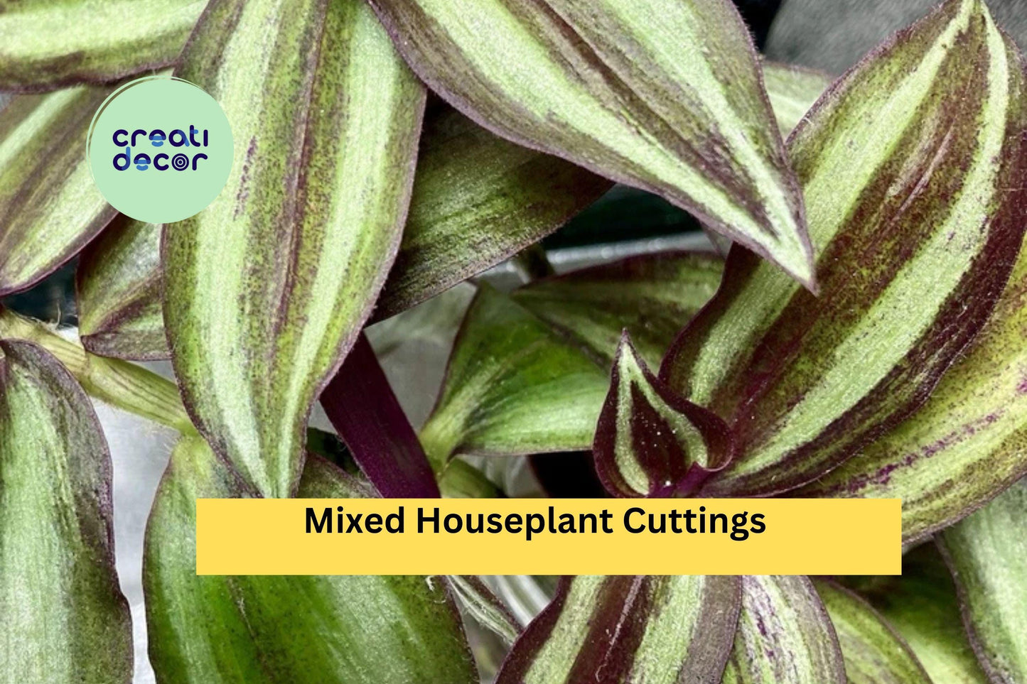 20 Rooted Houseplant Cuttings | Mixed Indoor Plant Starter Pack | Four Varieties of Easy Care Plants for Propagation & Home Growing