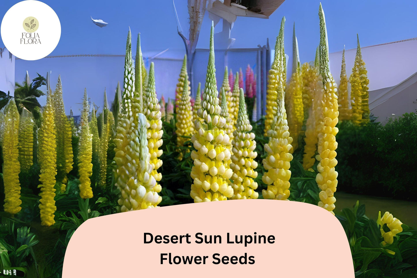 Lupinus ‘Desert Sun’ Lupine Seeds – 25+ Bright Yellow & Orange Blooms for Garden Planting