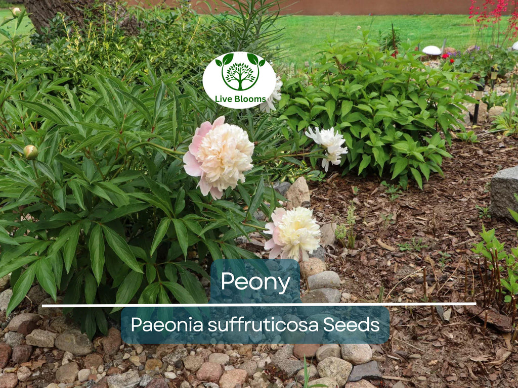 10 Peony Seeds Mix (Paeonia suffruticosa) Tree Bush Flower - Hardy, Colorful Blossoms for Garden, Perennial, Rare Peony Varieties