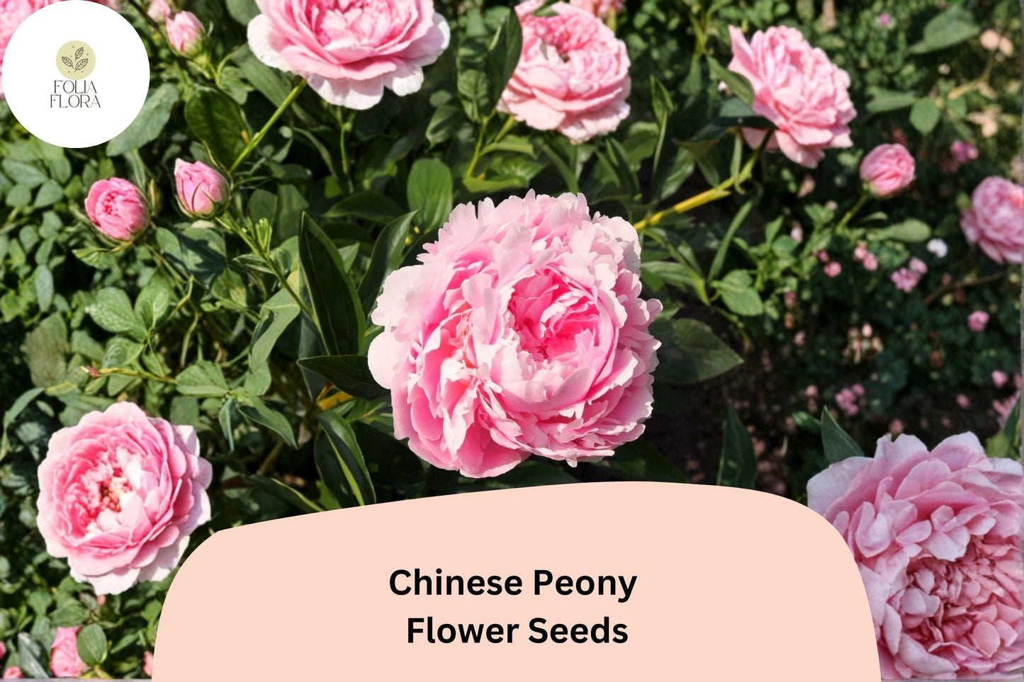 Chinese Herbaceous Peony Seeds 5 | Paeonia lactiflora Hardy Perennial Garden Flower