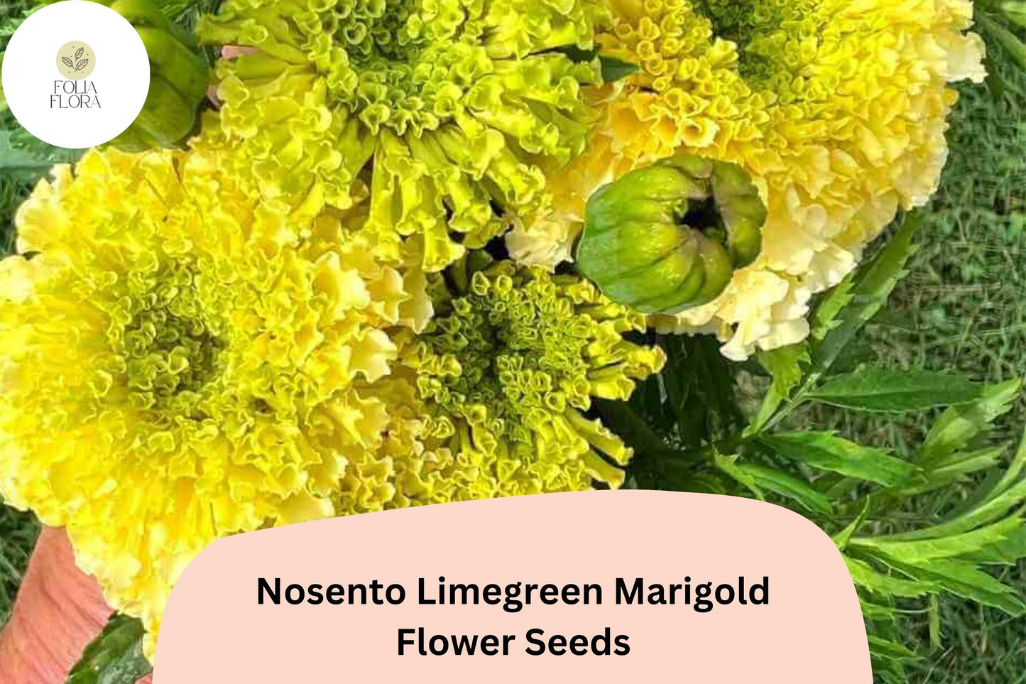 25+ Nosento Limegreen Marigold Seeds | Tagetes erecta | Unique Green Marigold | Rare Annual Flower for Garden Planting