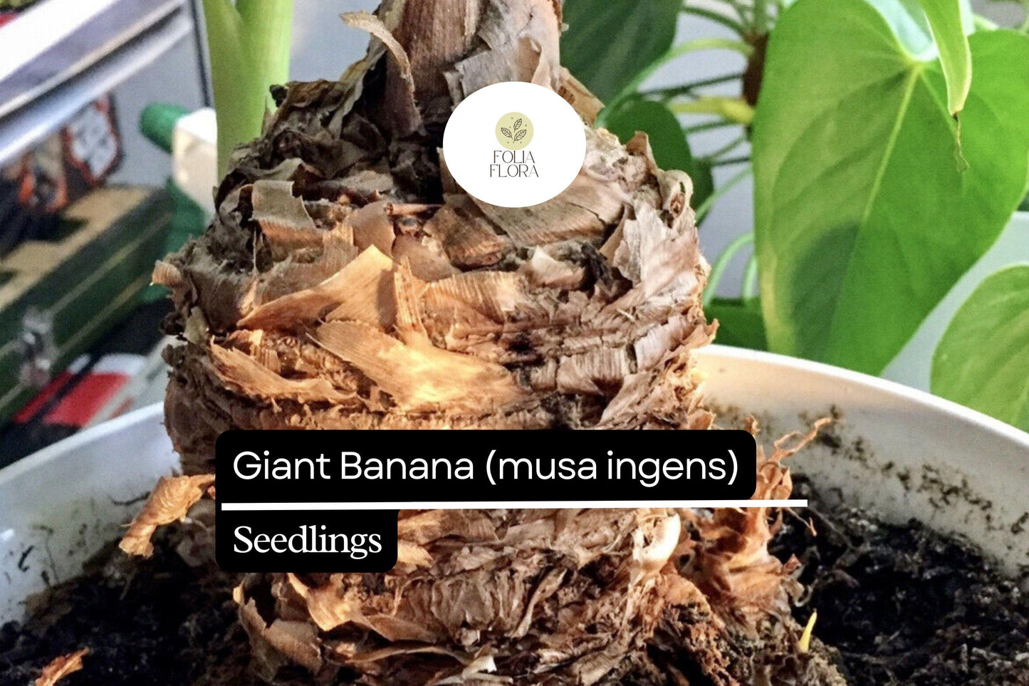 1 Seedling Largest Giant Banana Live Fruit Plant (Musa ingens)