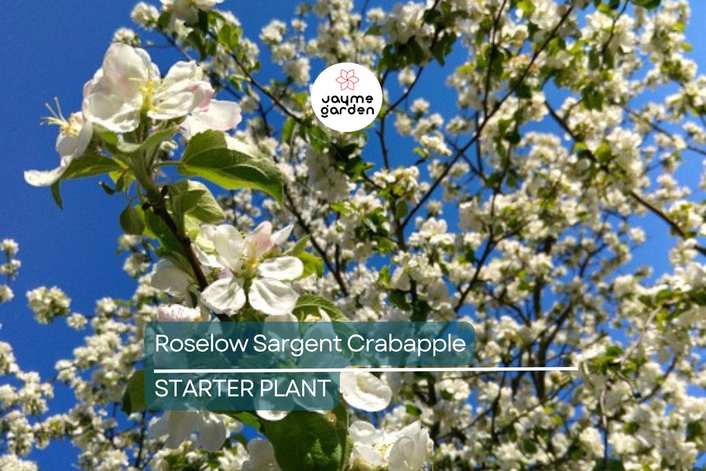 Roselow Sargent Crabapple Tree – Live Bare Root Plant Malus sargentii ‘Roselow,’ 10–12" Shipping Size