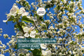 Roselow Sargent Crabapple Tree – Live Bare Root Plant Malus sargentii ‘Roselow,’ 10–12" Shipping Size