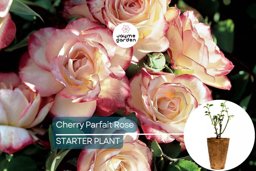 Cherry Parfait Rose – 1.5 Gal Pot | Fragrant Red & White Grandiflora | Own-Root, Heavy Reblooming | Zones 5-10