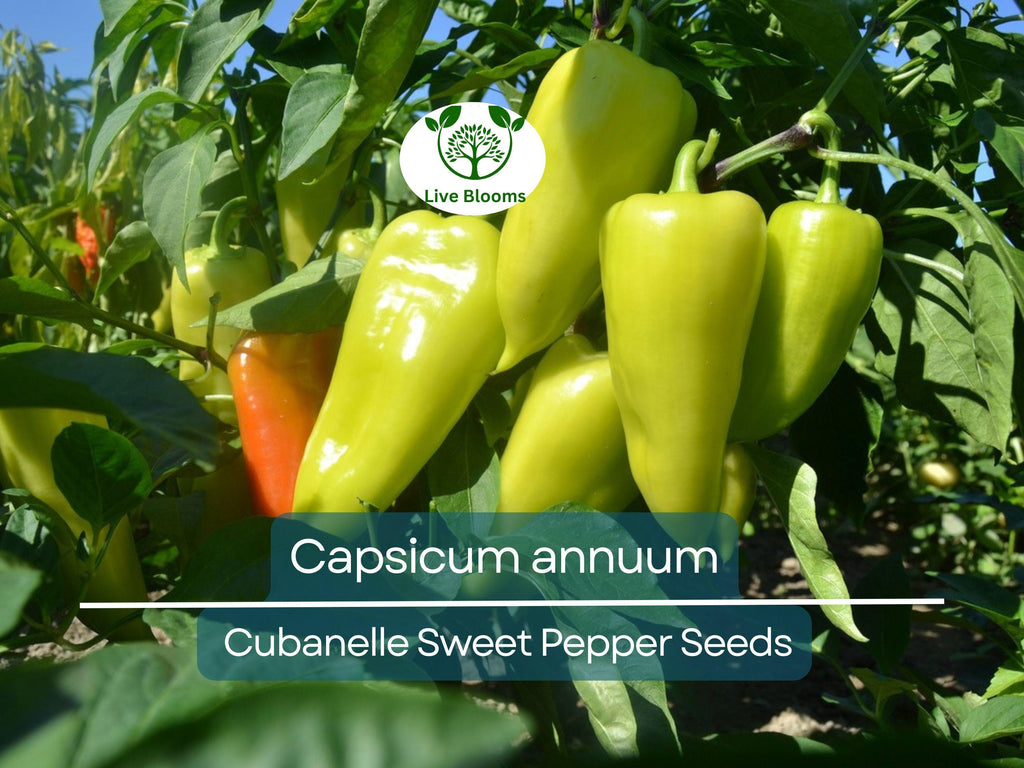250 mg Seeds Cubanelle Sweet Pepper – Capsicum annuum | Heirloom Sweet Pepper Seeds for Planting, Gardening & Delicious Harvest