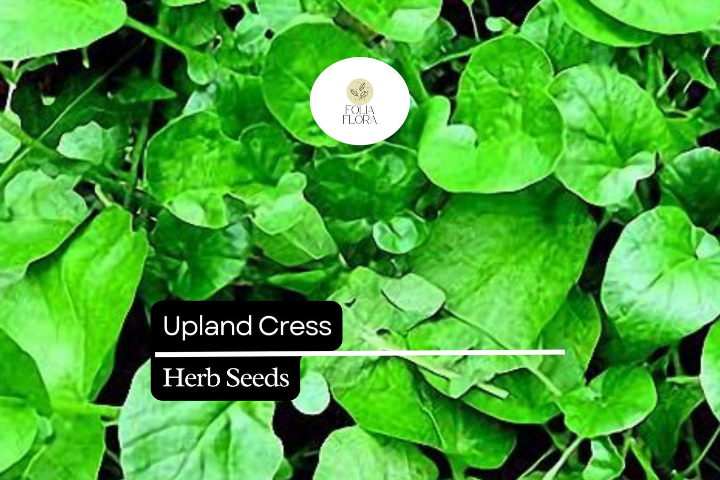 1000 Seeds Upland Cress (Barbarea verna) – Peppery, Nutritious Herb for Salads & Microgreens