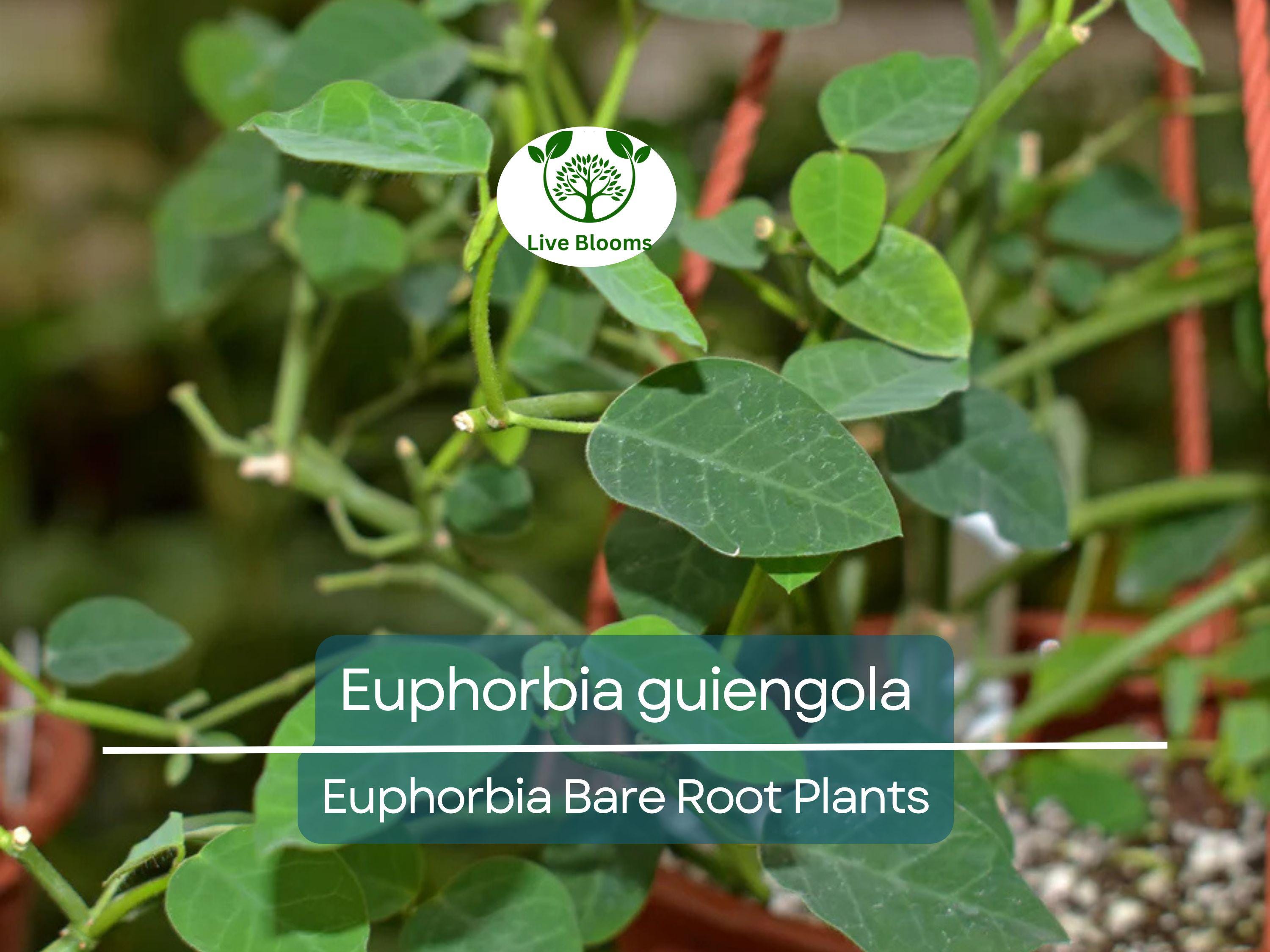 1 Euphorbia guiengola – Bare Root Succulent Caudex Plant – Bonsai or Hanging Form – Rare Live Starter for Collectors