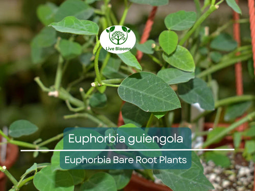 1 Euphorbia guiengola – Bare Root Succulent Caudex Plant – Bonsai or Hanging Form – Rare Live Starter for Collectors