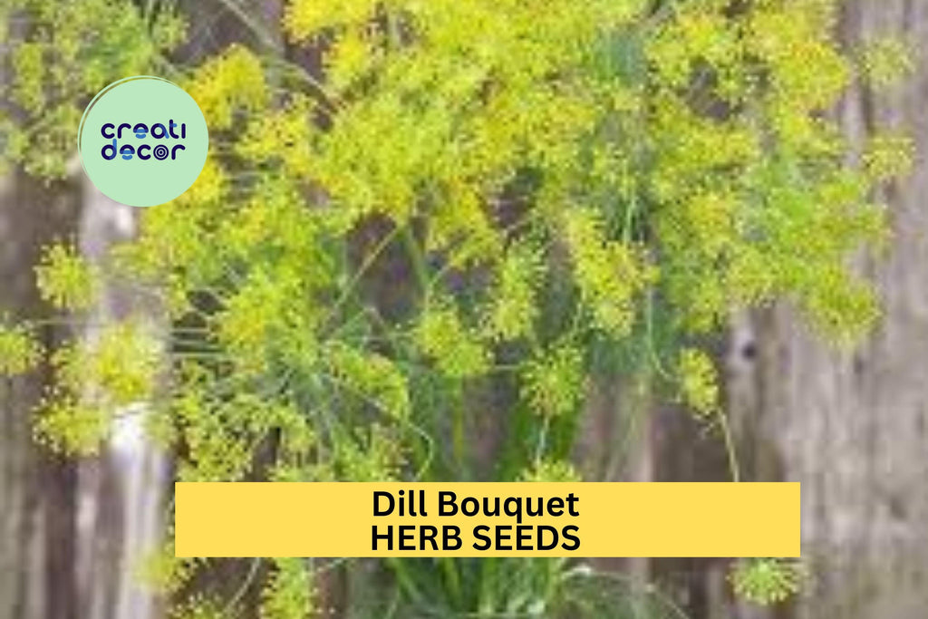 3pcs of 1g Dill Bouquet Seeds – Aromatic Herb for Pickling, Cooking & Garden Growing – Easy to Grow in Sun or Pots Seeds for Planting