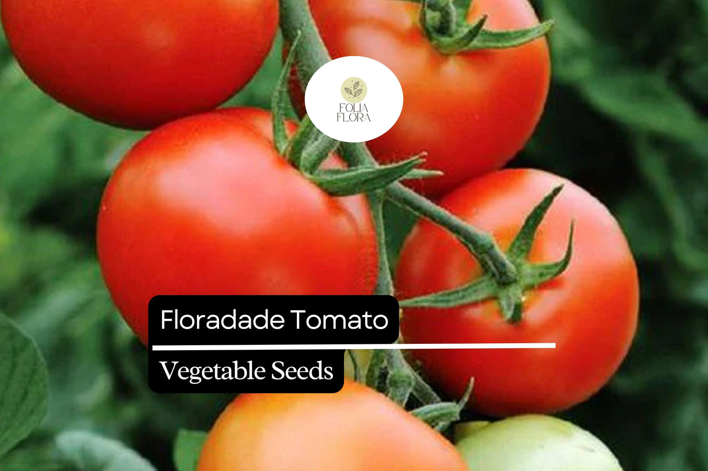 50 Seeds Floradade Tomato (Solanum lycopersicum) – Heat-Tolerant, High-Yielding Variety