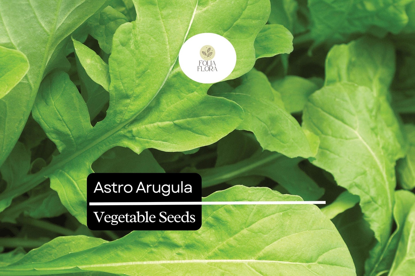 300 Seeds Astro Arugula, Fast-Growing Salad Green, Mild Flavor, Organic