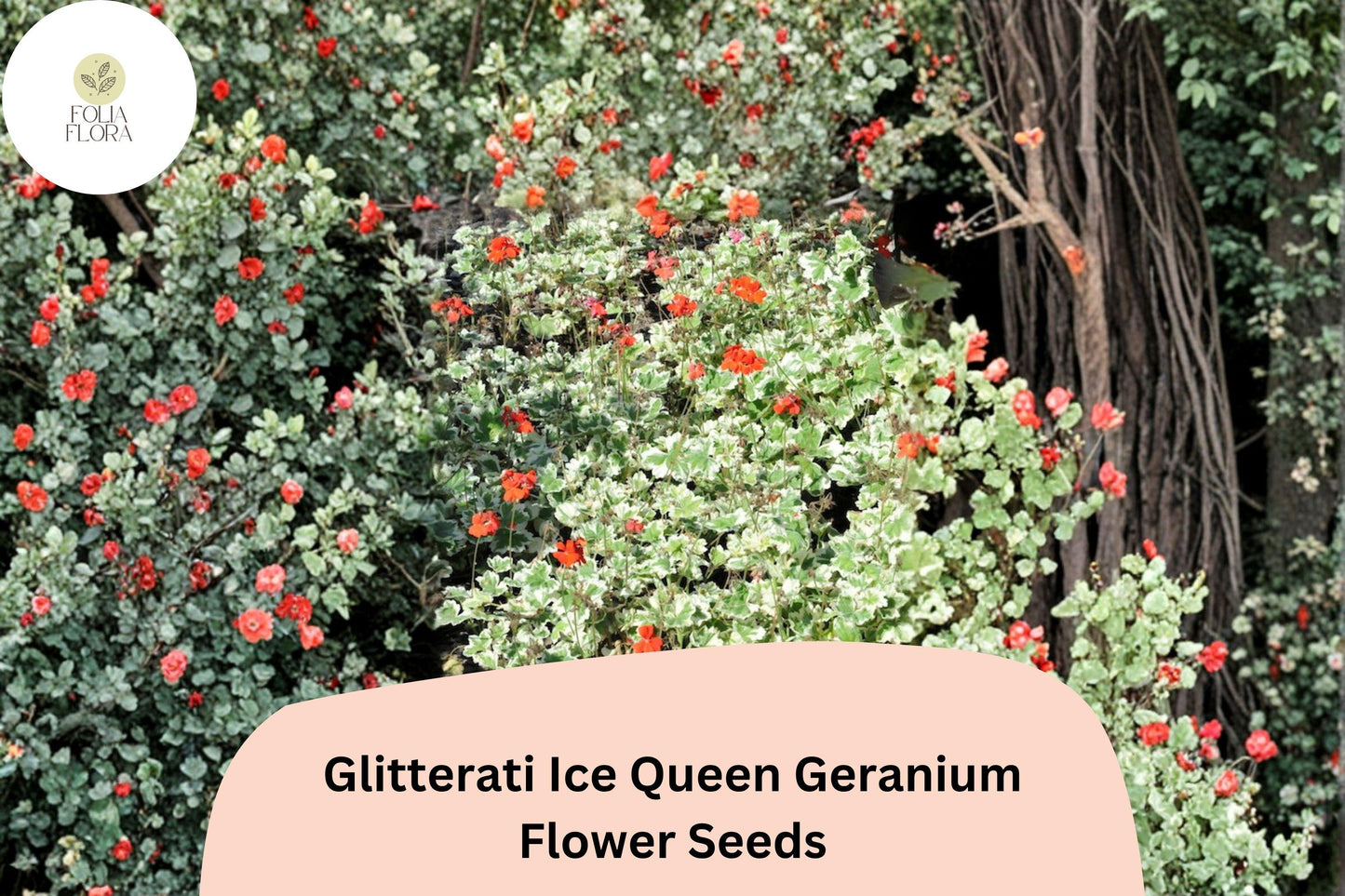 25+ Glitterati Ice Queen Geranium Seeds | Orange Ivy Leaf Pelargonium | Variegated Foliage Garden Flowers