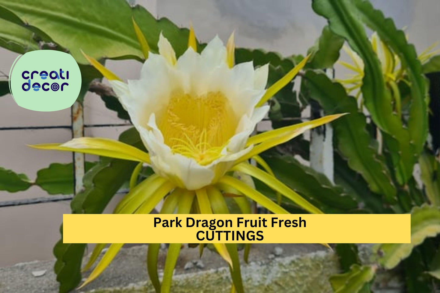 5 Park Dragon Fruit Cuttings | 8–10" Long | Self-Pollinating Variety | Hylocereus | Fresh Unrooted Starter for Tropical Garden