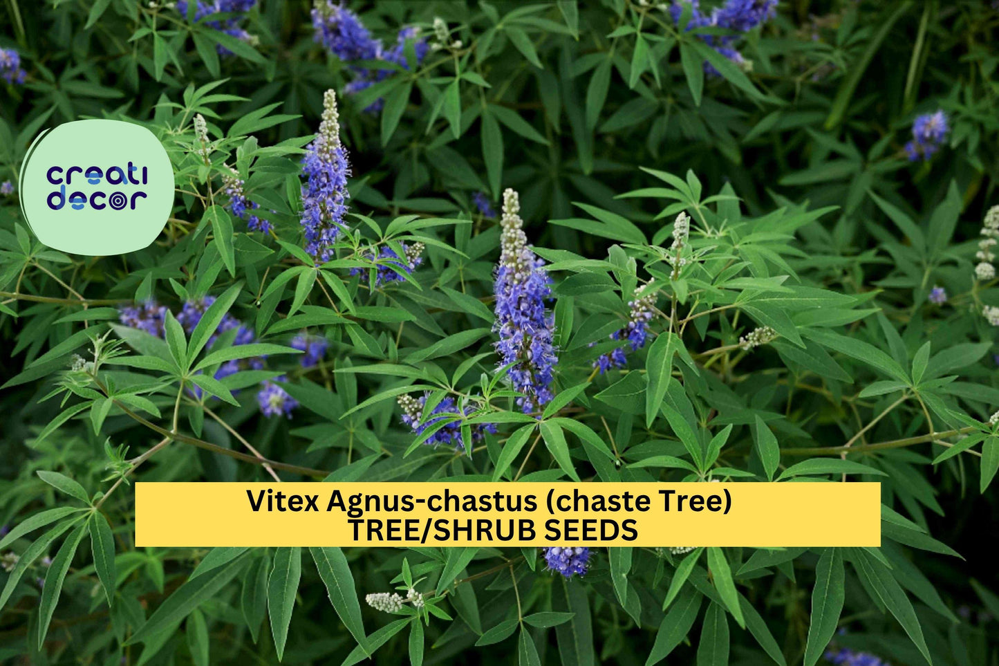 3pcs of 10seeds Vitex agnus-castus – Chaste Tree Seeds for Pollinator Gardens, Ornamental Shrubs, or Drought Landscapes Seeds for Planting