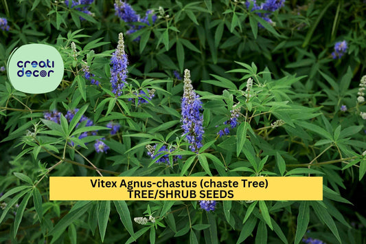3pcs of 10seeds Vitex agnus-castus – Chaste Tree Seeds for Pollinator Gardens, Ornamental Shrubs, or Drought Landscapes Seeds for Planting