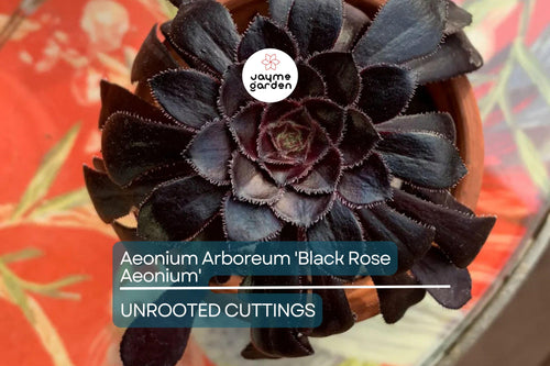 1 Aeonium Arboreum 'Black Rose' Cutting 3-5 Inch Long | Dark Burgundy Succulent | Easy Care | Full Sun/Partial Shade