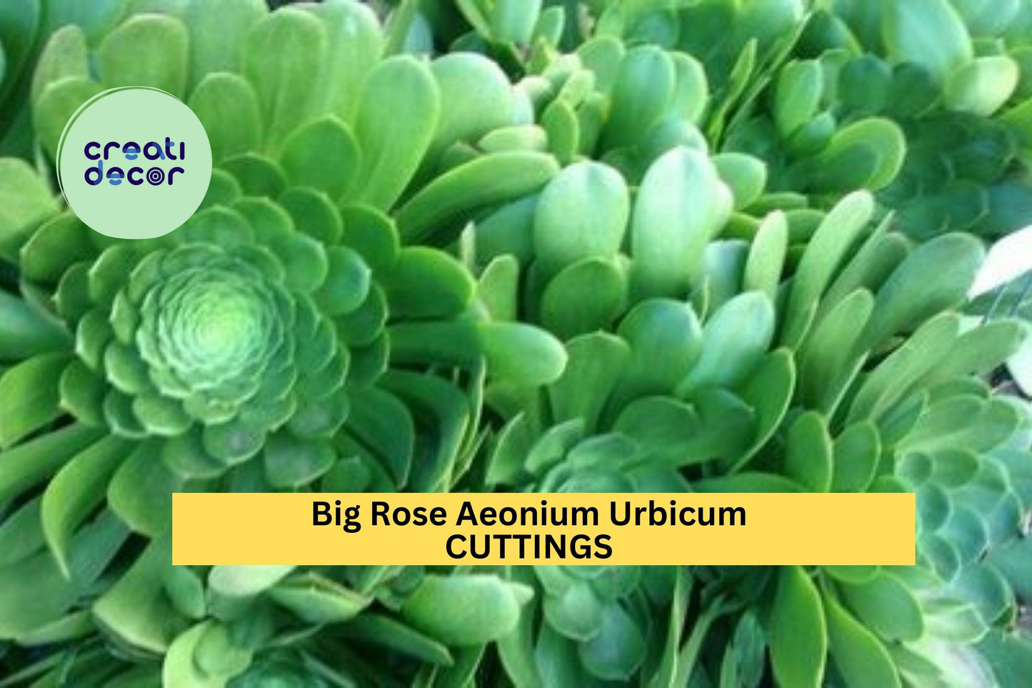 3 Aeonium Urbicum Cuttings – 6–8” Rose-Shaped Rosettes | Salad Bowl Variety | Unrooted Succulent for Pots, Rock Gardens, or Landscaping