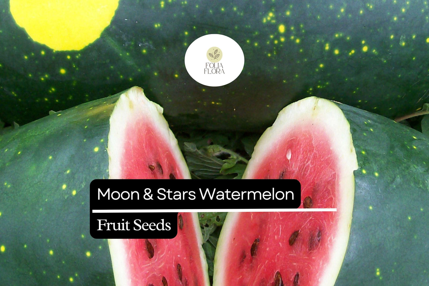 15 Seeds Moon & Stars Watermelon (Citrullus lanatus) – Unique Heirloom Variety with Yellow Spots and Sweet Red Flesh