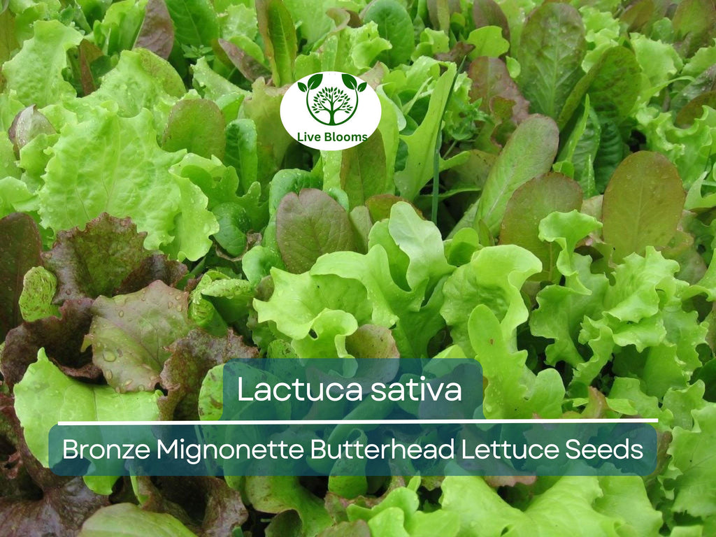 700 Seeds Bronze Mignonette Butterhead Lettuce – Lactuca sativa | Heirloom Butterhead Lettuce for Planting & Delicious Fresh Harvests
