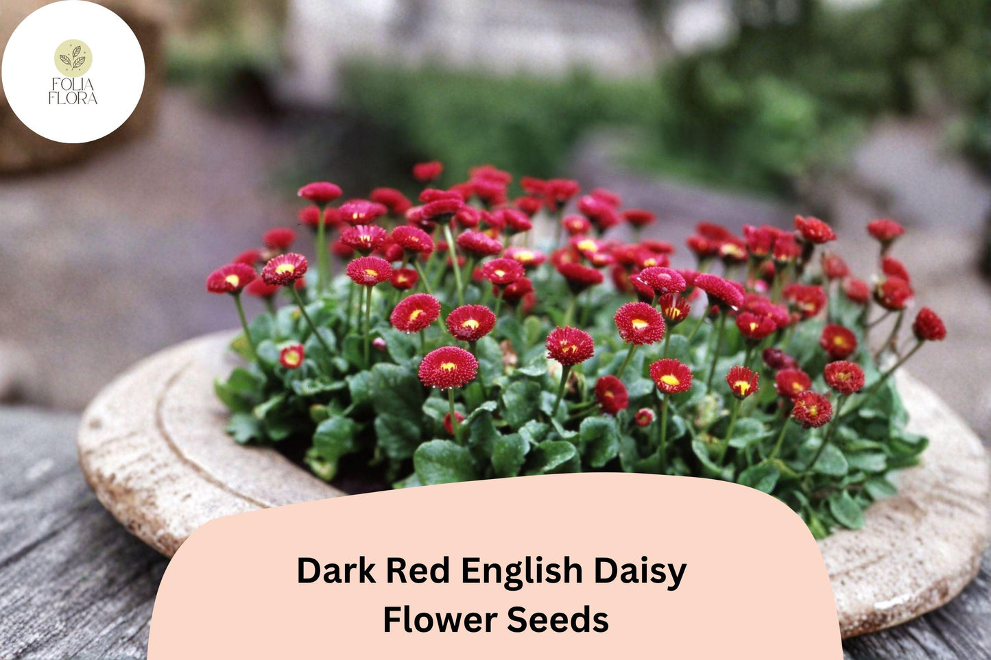 200+ Dark Red English Daisy Seeds | Bellis perennis | Perennial Blooms | Charming Red Garden Flower