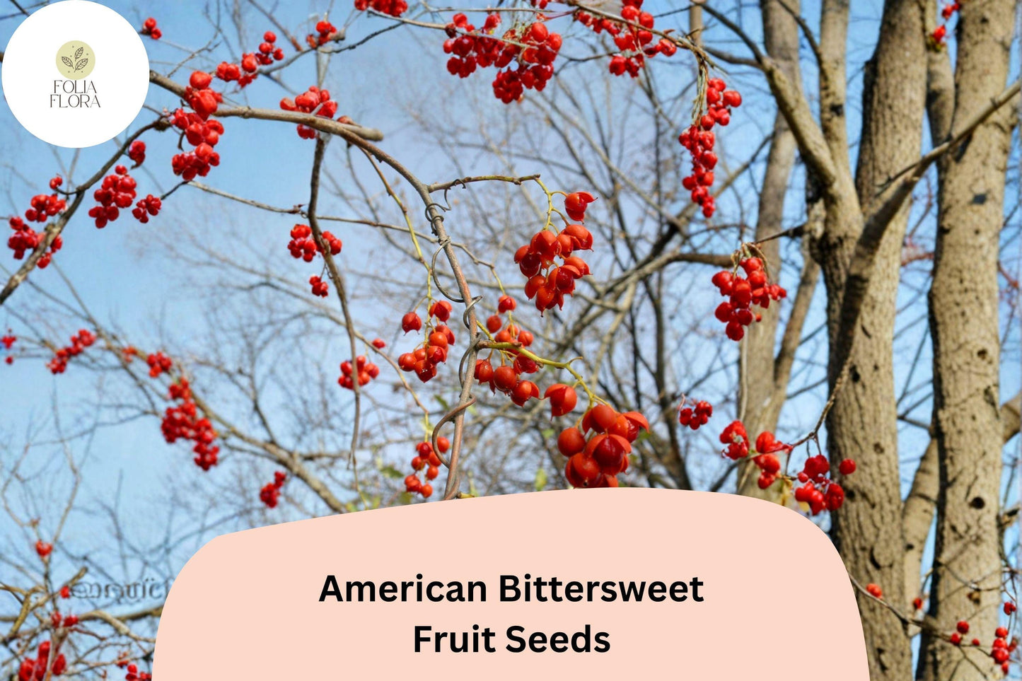 30 American Bittersweet Seeds for Planting | Celastrus scandens | Native Climbing Vine with Orange-Red Berries