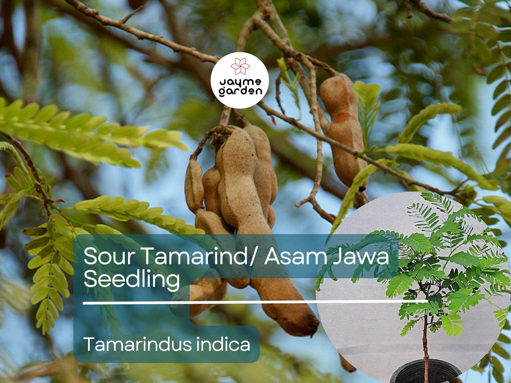 Sour Tamarind Starter Plant Seedling (Tamarindus indica) - Live Fruit Tree 2′-3′ Tall - Asam Jawa, Tangy, Tropical Fruit for Garden Orchard