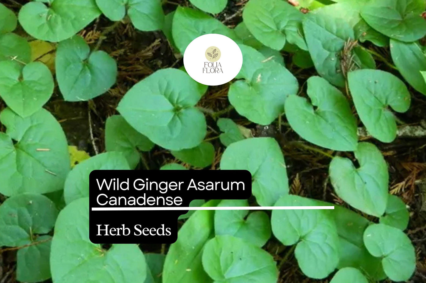 Wild Ginger Seeds 100mg | Asarum canadense | Shade-Loving Perennial Groundcover, Native Herb, Pollinator Friendly, Non-GMO