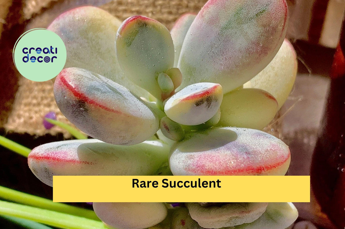 Rare Succulent Plants – 2.2” Bare Root Mix – Easy Care Live Indoor Plants for Home Office Decor or Terrarium Collection
