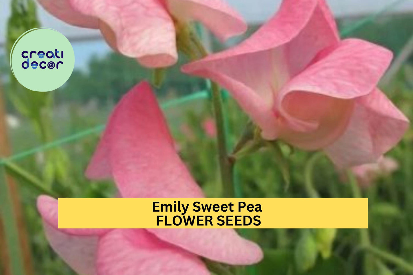50+ Emily Sweet Pea Seeds – Soft Lavender Fragrant Blooms for Garden Planting, Climbing Vines for Trellises & Bouquets – USA