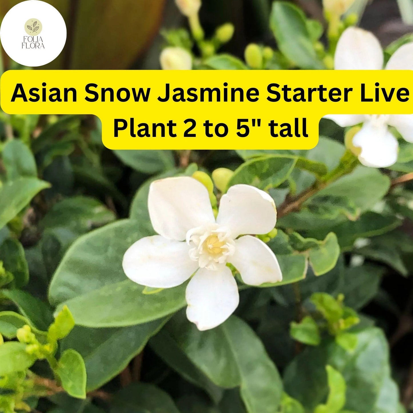 1 Wrightia Antidysenterica – Asian Snow Jasmine Bare Root Starter Live Plant 2-5” Tall – Fragrant White Flowers