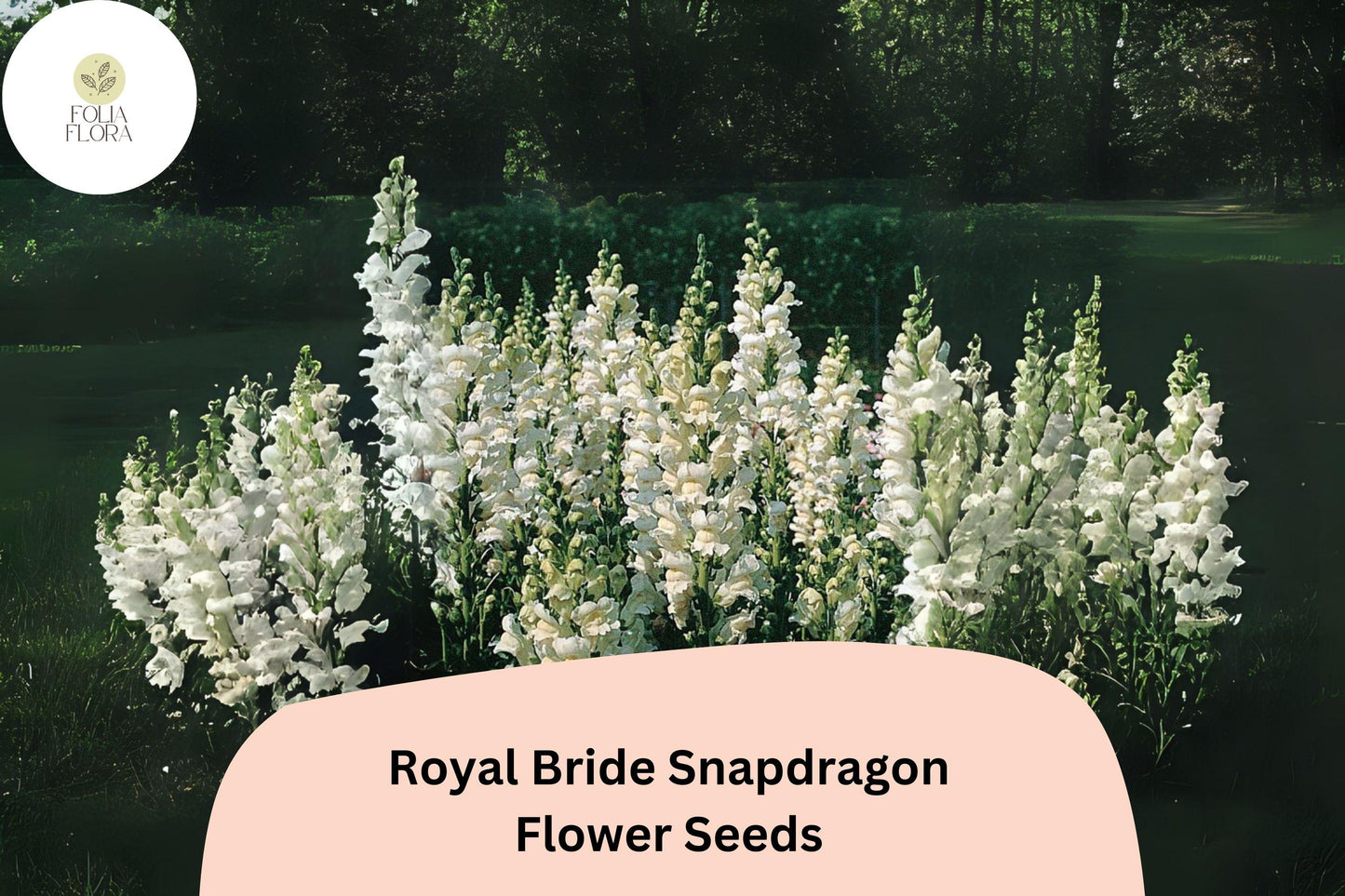 Antirrhinum majus Royal Bride Snapdragon Seeds – 1000+ Pure White Fragrant Blooms for Garden & Bouquets