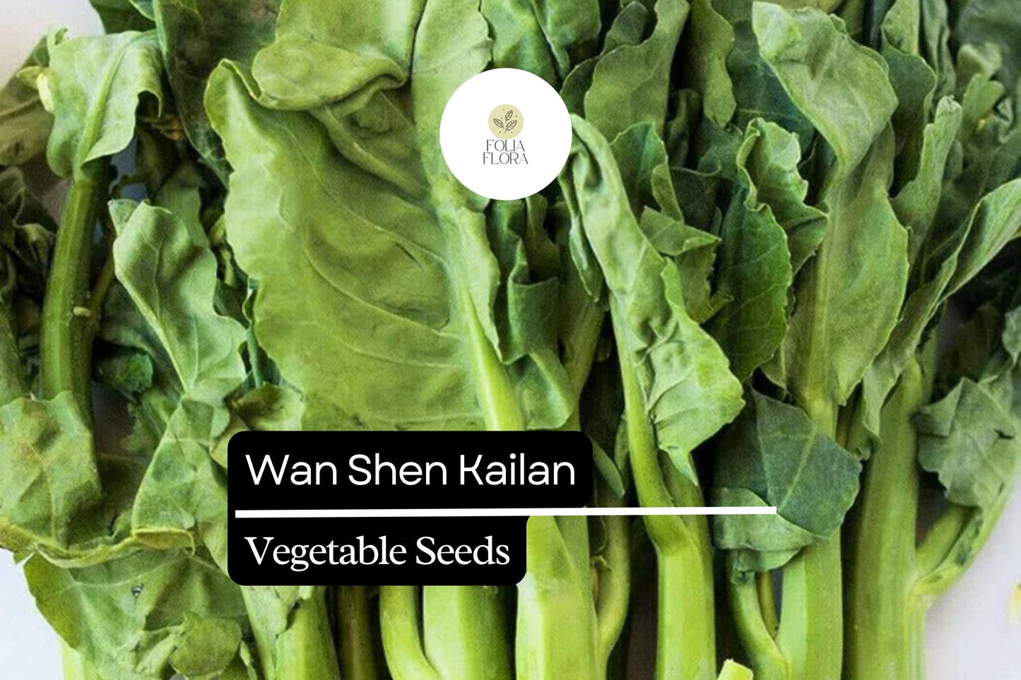 500mg Wan Shen Kailan Seeds Brassica oleracea | Chinese Broccoli Variety | Tender Stalks, Sweet Leaves & Edible Flower Buds