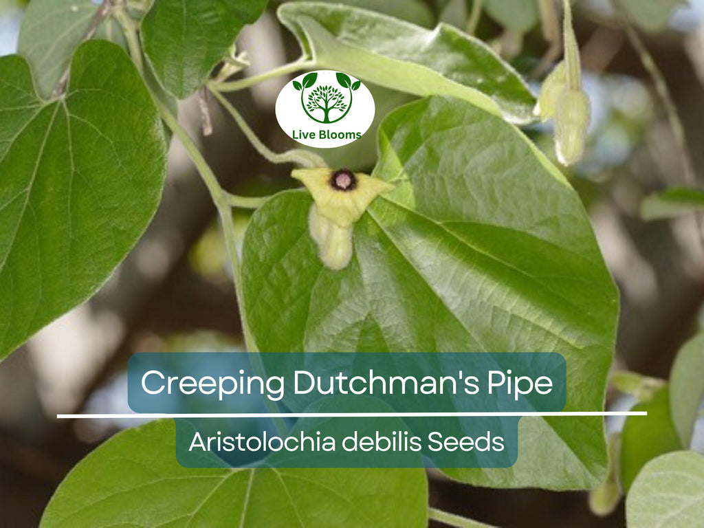 20 Creeping Dutchman's Pipe Vine Seeds (Aristolochia debilis) Fast Growing Perennial, Butterfly & Hummingbird Friendly